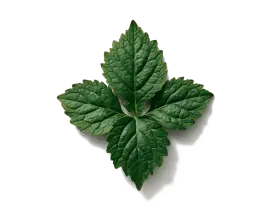 Пачулі