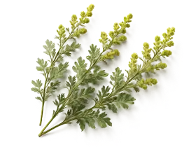 Давана