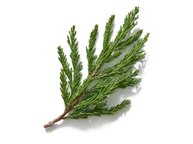 Кипарис