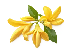Іланг-Іланг