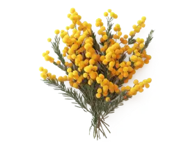 Мімоза