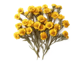 Безсмертник