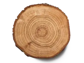 Дуб