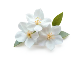Жасмин