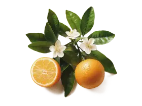 Петитгрейн