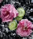 Roses on Ice купить