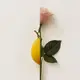 Rosa Limone купить